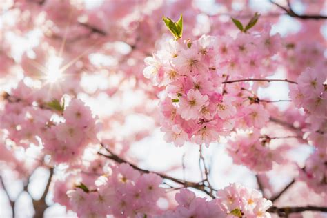 家種桂花|桂花種植指南：微酸土壤、適當澆水、適度遮蔭，打造。